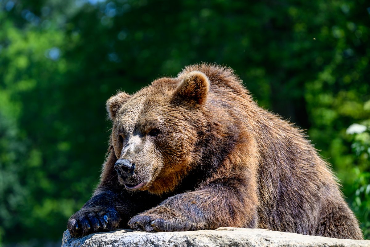 Ein Braunbär aus dem Tierpark Stadt Haag welcher auf einem Stein liegt