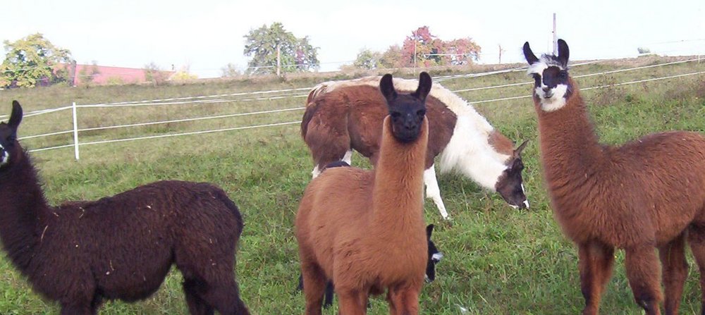 Ausflugstipp Haubiversum und Lamafarm Rappersberger