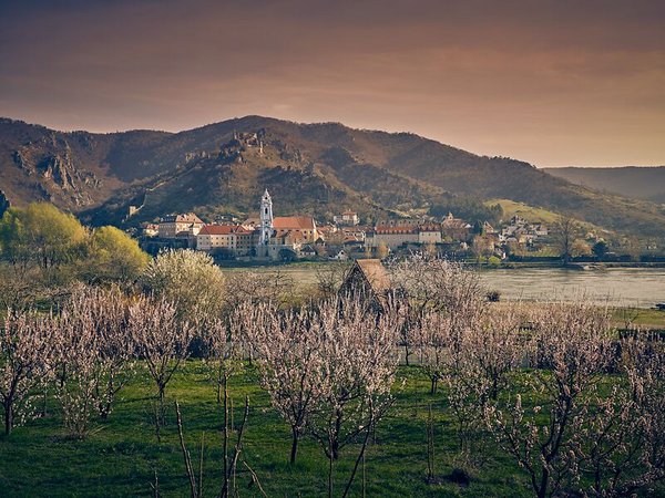 Wachau in der Marillenblüte, Dürnstein